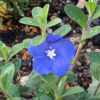 アメリカンブルーの育て方 冬越しや挿し木のコツは Greensnap グリーンスナップ