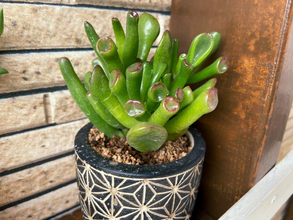 ゴーラムの投稿画像 By Rinrin さん 多肉植物と棒の日とクラッスラ属とゴーラム宇宙の木と宇宙の木 月9月11日 Greensnap グリーンスナップ