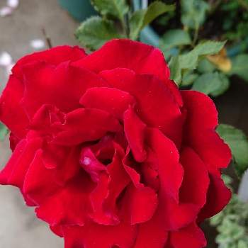 ベルサイユのバラの画像 by 山ちゃんさん | ベルサイユのバラと今日のバラと鉢植えと微香と花のある暮らしと我が家のバラ