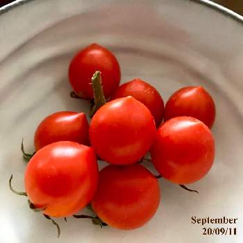 自作水耕栽培容器の投稿画像一覧 Greensnap グリーンスナップ