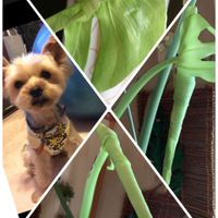 モンステラ,バラと夢CLUB,モンステラ❣️の画像