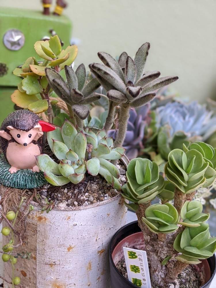 多肉植物の投稿画像 By Mintoさん ポーチュラカリア モロキニエンシスとウサ耳祭り 月9月11日 Greensnap グリーンスナップ