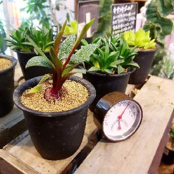お店の植物の画像 by TSUCHI_LABさん | レデボウリアとガルピニーとお店の植物