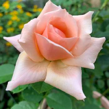 バラ　アプリコットキャンディの画像 by anne♪さん | 広い庭と薔薇とバラ　アプリコットキャンディと❤️可愛い薔薇とおうち園芸とアプリコットピンクの花