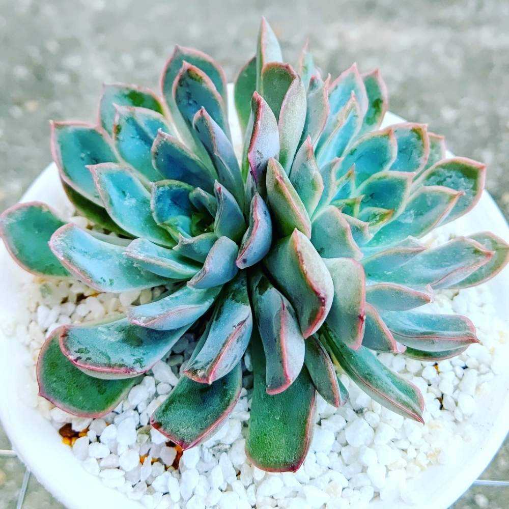 青緑色の多肉植物*6 青緑色の多肉植物*2 多肉植物図鑑｜初心者さん向けおすすめの