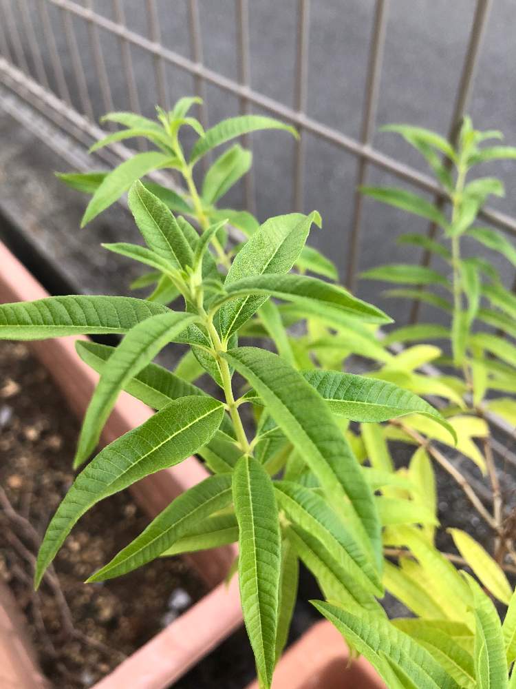 セージの投稿画像 By Rosegardenさん レモンバーベナ 月9月11日 Greensnap グリーンスナップ