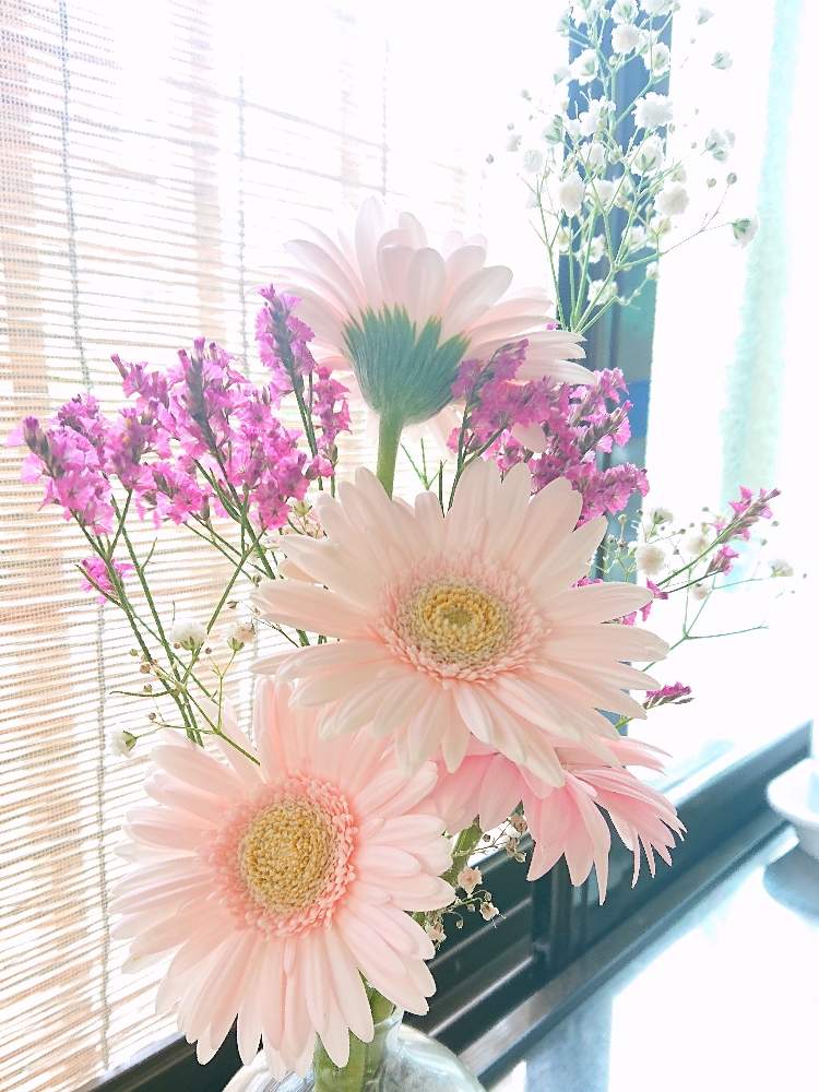 ガーベラの投稿画像 By まいまいさん スターチスとかすみ草 月9月11日 Greensnap グリーンスナップ Greensnap グリーンスナップ