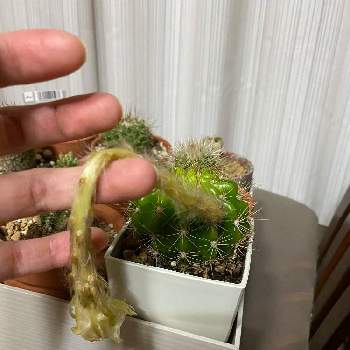 ぐんにゃり