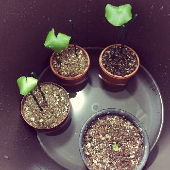夏の水やりの投稿画像一覧 Greensnap グリーンスナップ