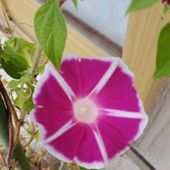 曜白朝顔の投稿画像一覧 Greensnap グリーンスナップ