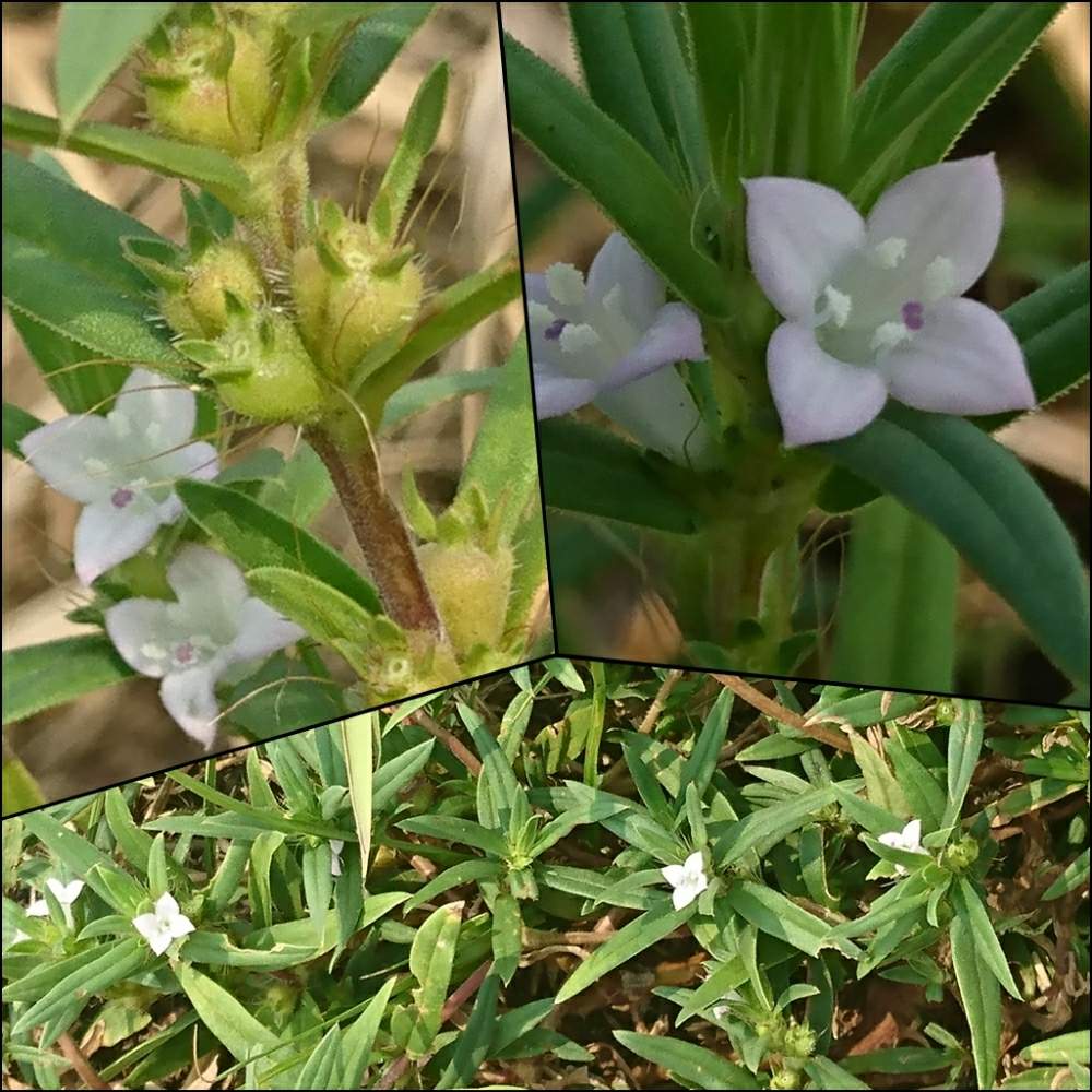 オオフタバムグラの投稿画像 By あかりさん 雑草と小さい花と白い小さい花と実 み 月9月12日 Greensnap グリーンスナップ