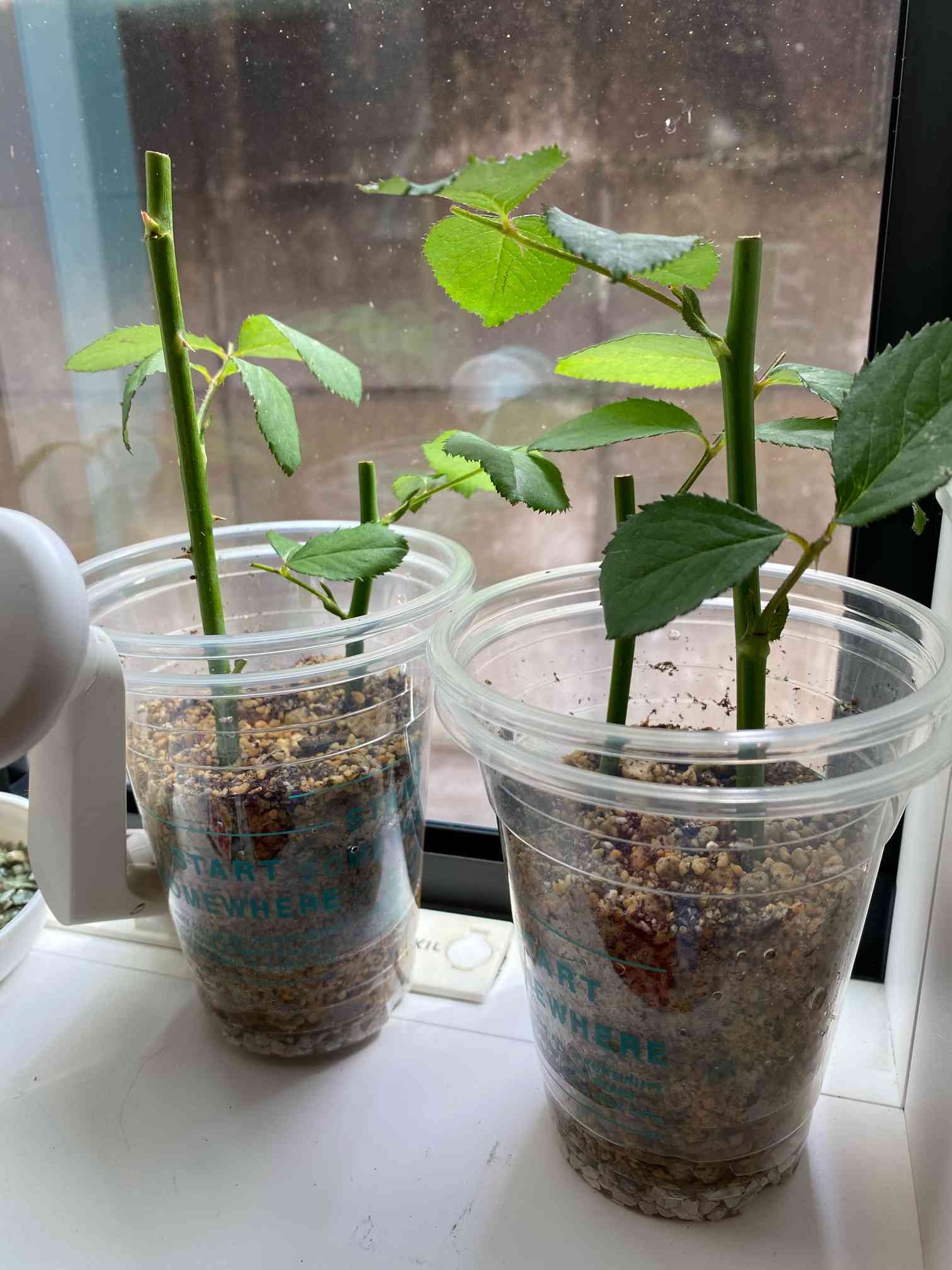 バラの挿し木 2020|🍀GreenSnap(グリーンスナップ) バラの挿し木 2020|🍀GreenSnap(グリーンスナップ)