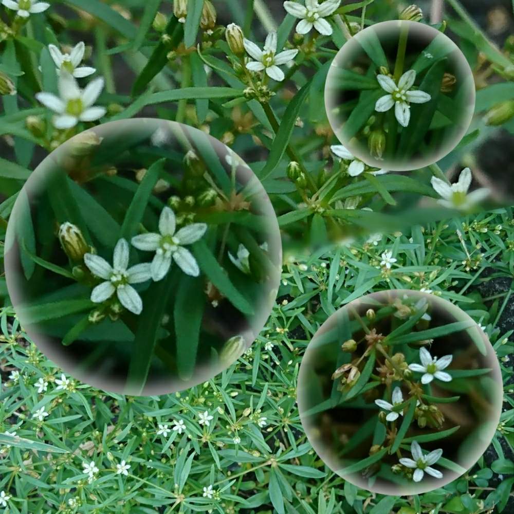 クルマバザクロソウの投稿画像 By あかりさん 雑草と小さい花と白い小さい花 月9月12日 Greensnap グリーンスナップ