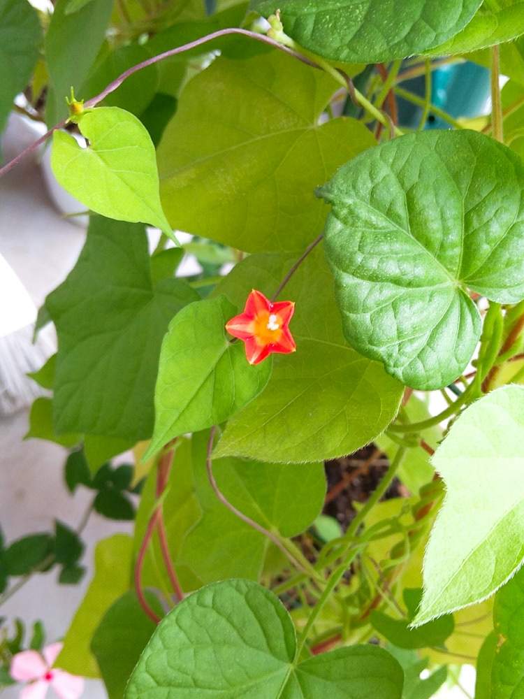 ルコウソウの投稿画像 By おぎのさん 丸葉ルコウソウとバルコニー ベランダと植物のある暮らしと植中毒と植物中毒と成長記録と花の ある暮らしとベランダーと植物のある暮らしと植中毒と植物中毒と成長記録と花のある暮らしとベランダー 月9月12日 Greensnap