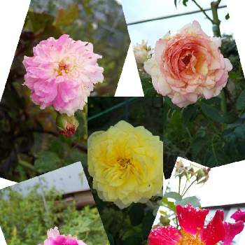 バラ フォースオブジュライの画像 by うさこさん | 広い庭とラベンダーラッシーとバラ フォースオブジュライとペッシュ･ボンボンと薔薇·十六夜と実家の庭とおうち園芸