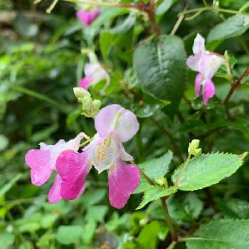 万葉の花の投稿画像一覧 Greensnap グリーンスナップ