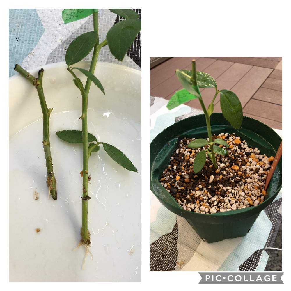 バラ挿し穂(うさこ様確認用) 🌹バラ挿し木(挿し穂)の実践と考察2020年度(秋挿し版)Article4