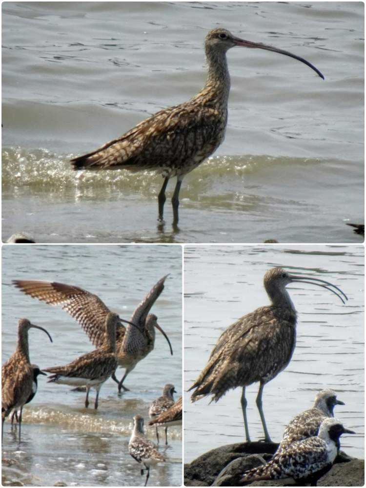 有明海 干潟の野鳥たち 8月｜🍀GreenSnap（グリーンスナップ）