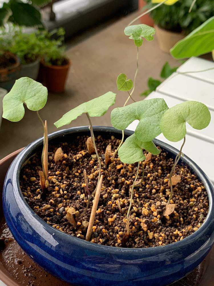 アフリカ亀甲竜🐢実生チャレンジ（随時更新）｜🍀GreenSnap