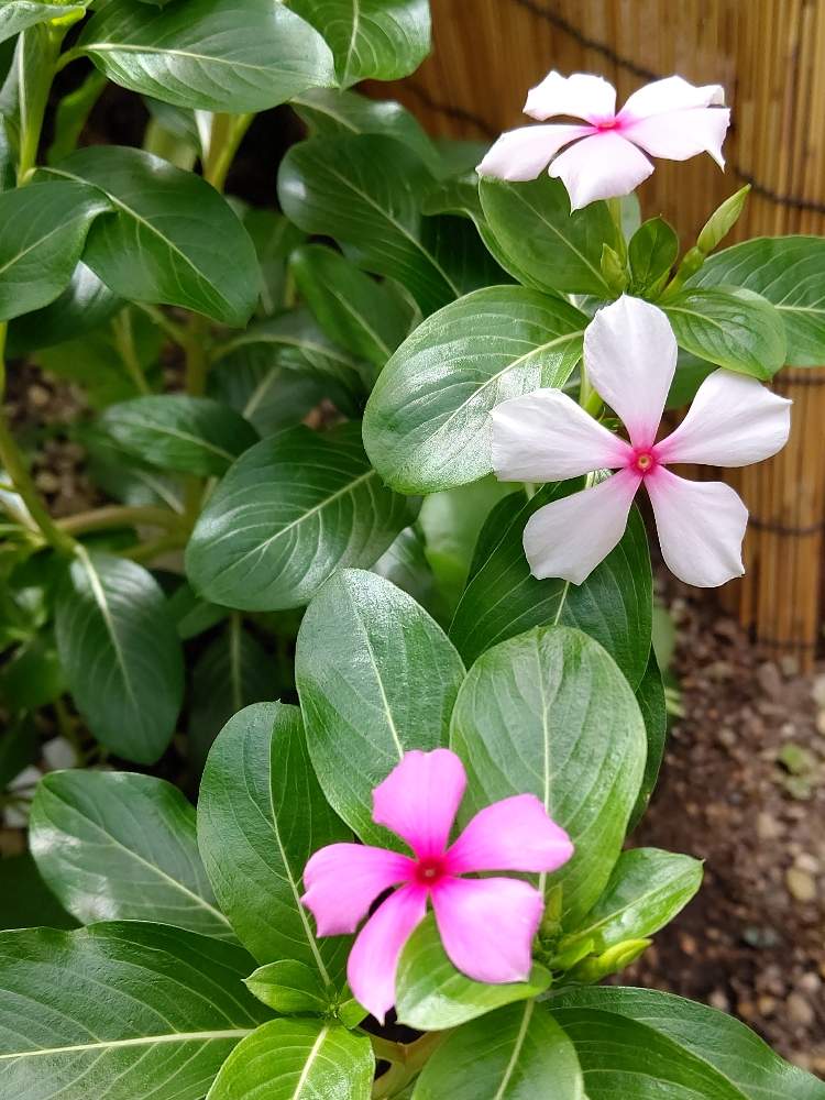 ニチニチソウの投稿画像 By 珊瑚さん 兵庫県とおうち園芸とコロナに負けるな と神戸垂水と医療現場の人々に感謝とgs有料化反対 月9月12日 Greensnap グリーンスナップ