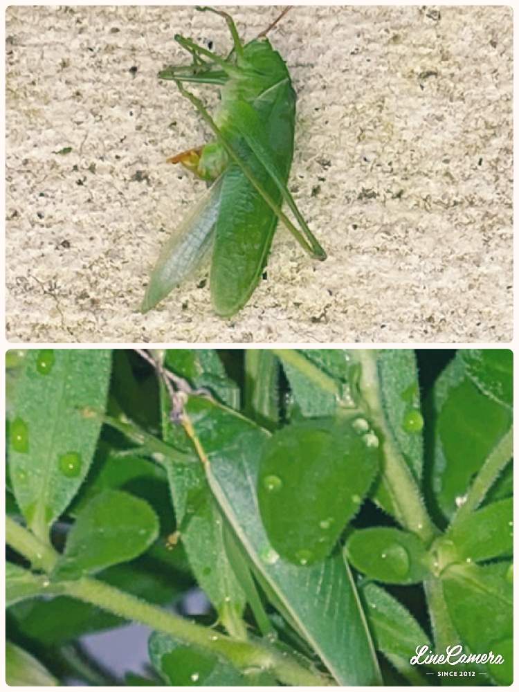 アオマツムシ メス の投稿画像 By まゆさん ツユムシと害虫 月9月12日 Greensnap グリーンスナップ