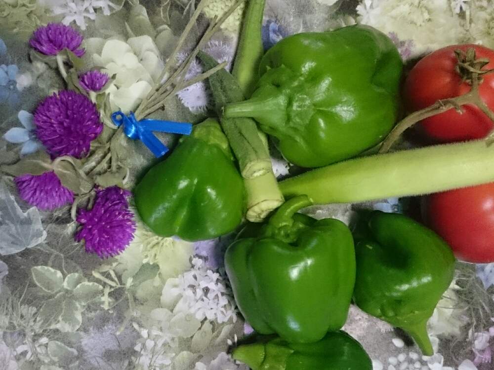 ミニトマト の投稿画像 By Yuuko さん 医療 介護の皆様に感謝と応援チーム横浜と白 オクラ ときゅうり栽培と新型コロナウィルスの終息を願いますと横浜大好きとコロナ退散とおうちde菜園とオクラ とおうち園芸とピンク色の夏の花とトマト栽培とひまわり とピーマン