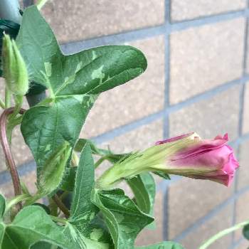 ピンクのつぼみの投稿画像一覧 Greensnap グリーンスナップ