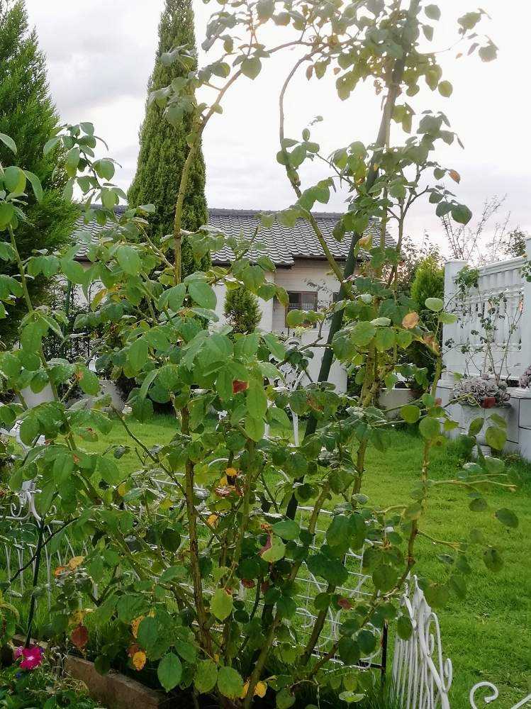 バラの葉が秋に急に黄変 枯死 結果として根腐れ Greensnap グリーンスナップ