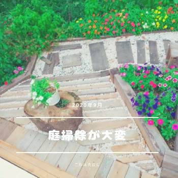 色々いろいろの画像 by TAKA丸さん | 広い庭と色々いろいろと手作りの庭と花壇とマイガーデンと花壇DIYとおうち園芸とDIYとガーデニング