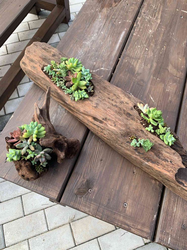 流木プランターと多肉植物の寄せ植え用の鉢作製??｜?GreenSnap 