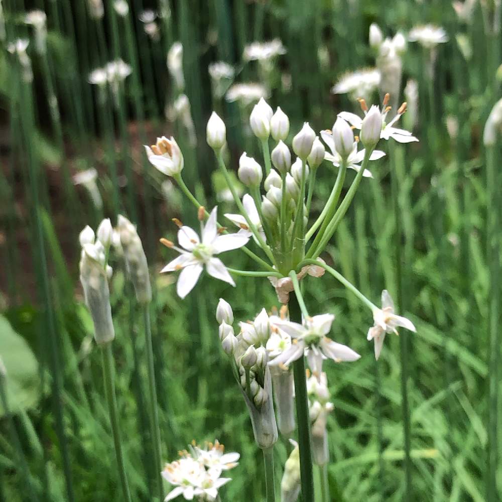 ニラの投稿画像 By Ohsun3さん 小さな庭と小さな花と花のある暮らしとプチプチ家庭菜園と小さな花と花のある暮らしとプチプチ家庭菜園 月9月12日 Greensnap グリーンスナップ Greensnap グリーンスナップ