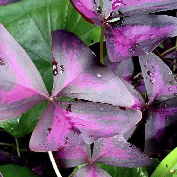 紫の舞の画像 by ミッキーさん | オキザリス・トライアングラリスとしずくと今日の一枚と綺麗と紫の舞と オキザリスと綺麗な色♡と癒し✨と紫色の葉っぱ