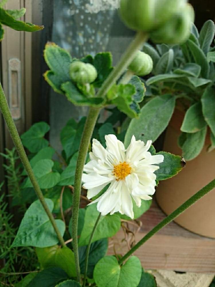 シュウメイギクの八重の投稿画像 By あさがおさん 私の庭の花たちと９月の庭と毎年咲くと ღ ற かわゅ と花びらが可愛いと夏から秋へ 月9月13日 Greensnap グリーンスナップ