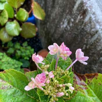 金平糖の投稿画像一覧 Greensnap グリーンスナップ