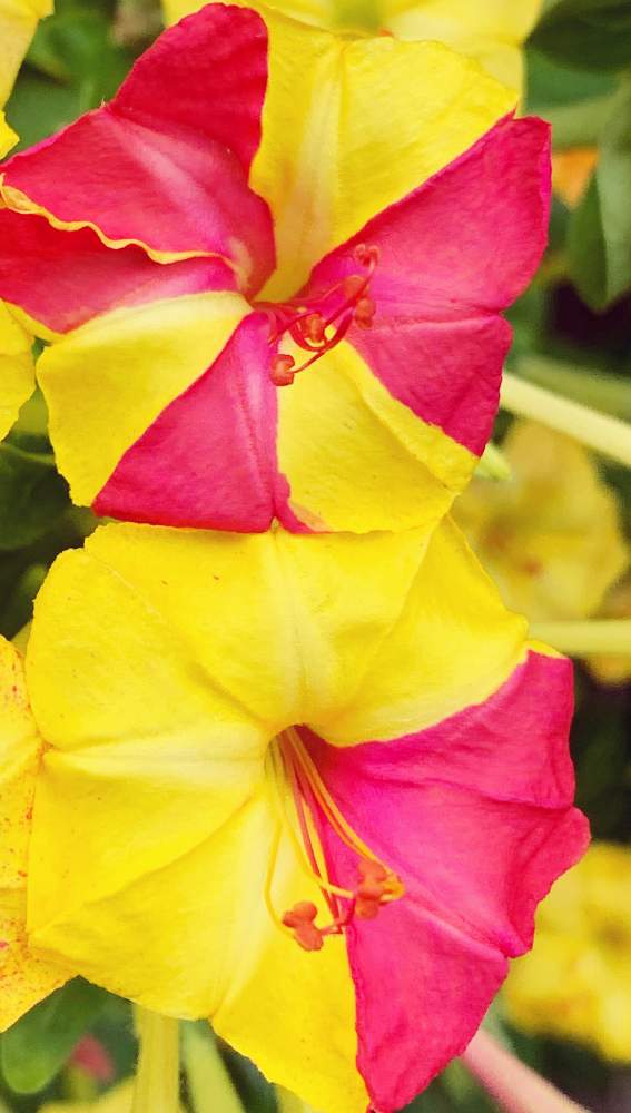 の画像 by キラライ　ブツ子さん | ユニークでキュートと色目が素敵とfashionableと不思議不思議と萼が花びらのように見える植物と萼が目立つとオシロイバナ♡と蕊が素敵❤️