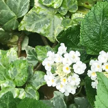 ランタナ 白の投稿画像一覧 Greensnap グリーンスナップ