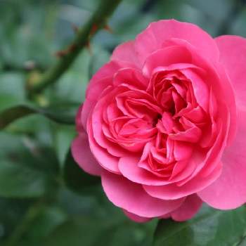 可愛いね❣️の画像 by ともこママさん | 小さな庭と可愛いね❣️と愛する薔薇とバラと夢CLUBと札幌市と花のある暮らし