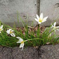 タマスダレの画像