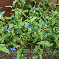 ツユクサの画像