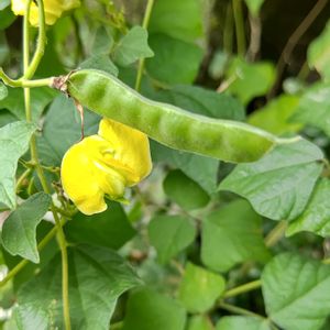 ノアズキ,つる性植物,黄色い花,マメ科,つる植物の画像