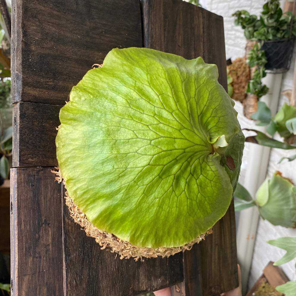 P. Horne's Surprise 成長記録 2025.2.12｜🍀GreenSnap