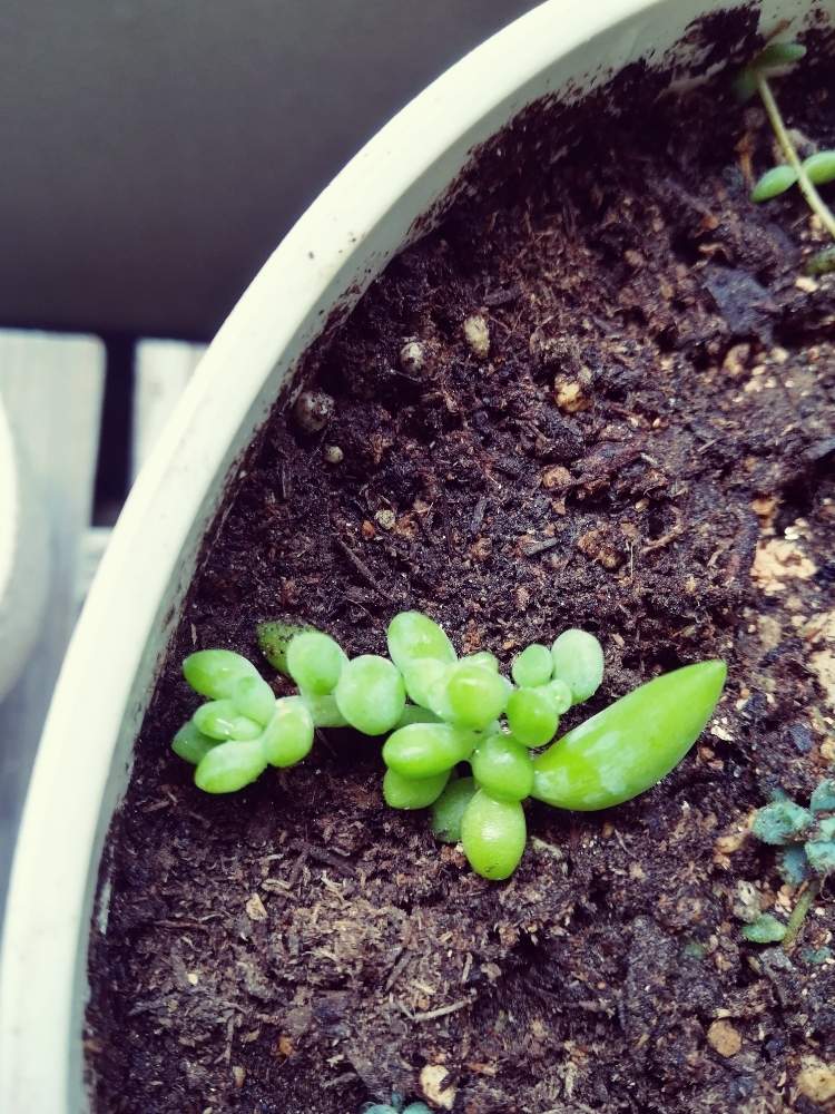 セダムの投稿画像 By Pipiさん 挿し芽と悩み中と多肉の水やり 月9月13日 Greensnap グリーンスナップ