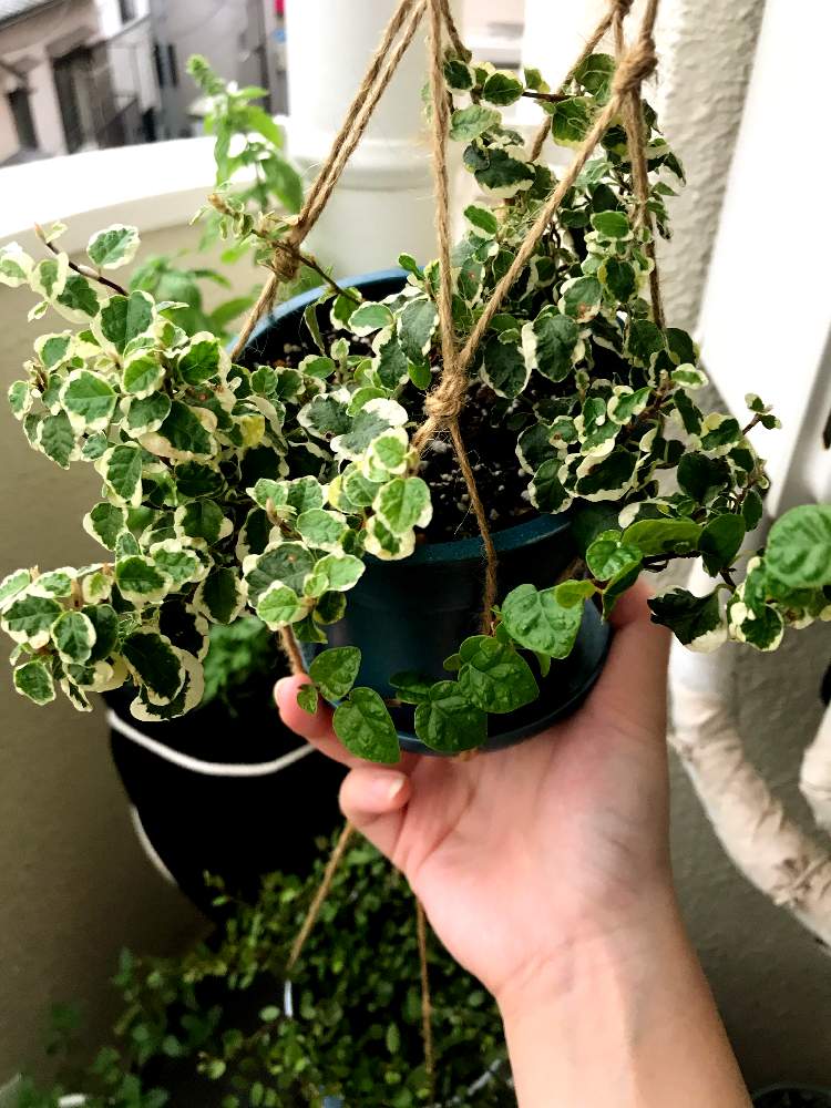 フィカス プミラの投稿画像 By Moe さん プミラと斑入りプミラと観葉植物と花と観葉植物とわが家の観葉植物 と自然大好きとベランダガーデンとおうち園芸とハンギングと緑のある暮らしとフィカス属と観葉植物のある暮らしとガーデニングと日向ぼっこと新芽 月9月