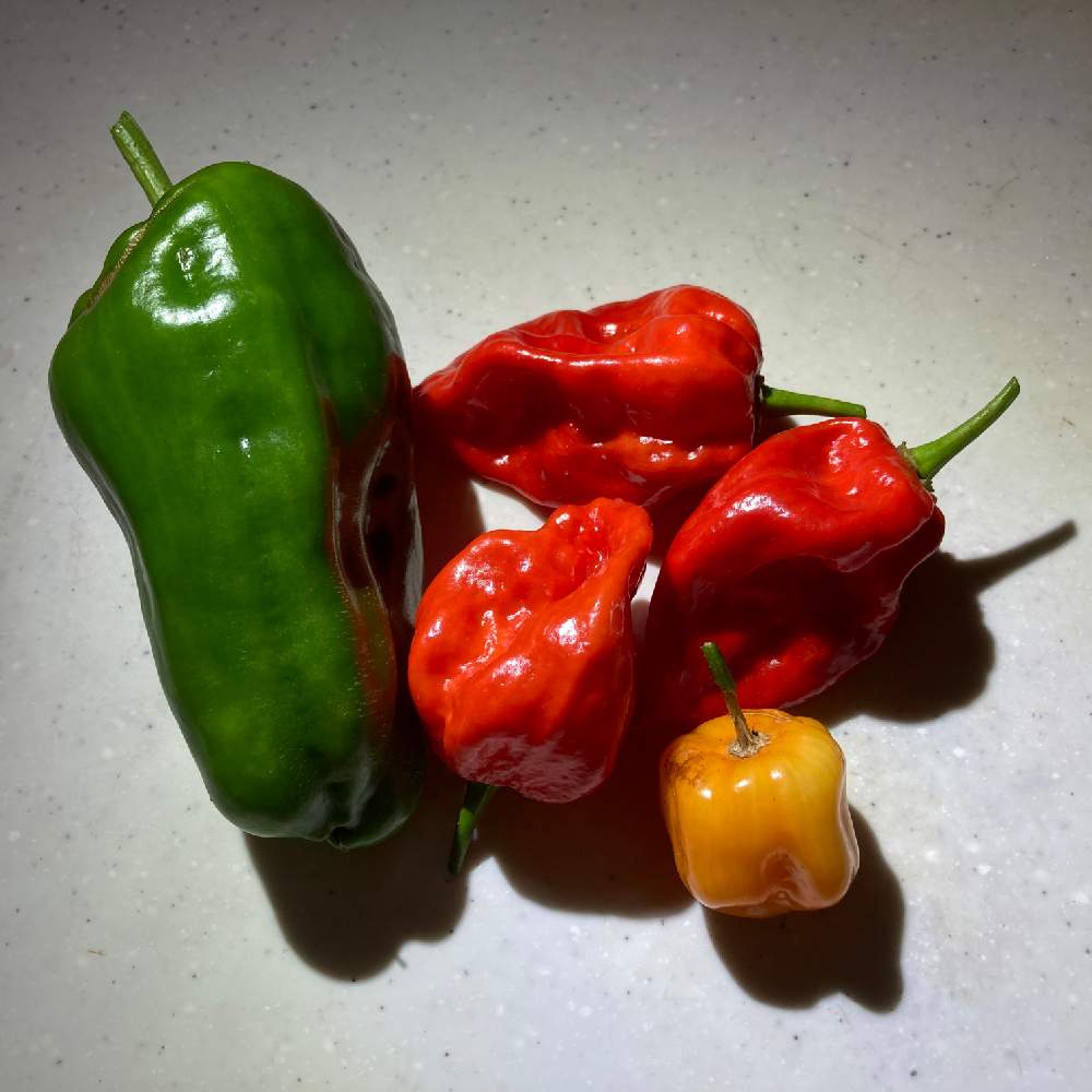 ハバネロの投稿画像 By ここたんさん とんがりパワーとブート ジョロキアと家庭菜園奮闘日記とおうちde菜園 月9月13日 Greensnap グリーンスナップ