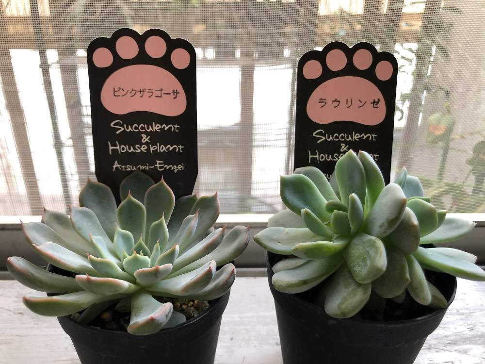 ラウリンゼの投稿画像 By ヨンペコさん ピンクザラゴーサと多肉植物とエケベリア属 月9月13日 Greensnap グリーンスナップ ラウリンゼの投稿画像 By ヨンペコさん ピンクザラゴーサと多肉植物とエケベリア属 月9月13日 Greensnap グリーンスナップ