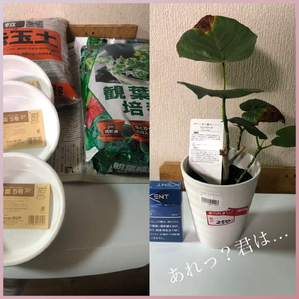 キッチンの投稿画像 By 女神ノマド のりちゃん さん 月9月13日 Greensnap グリーンスナップ