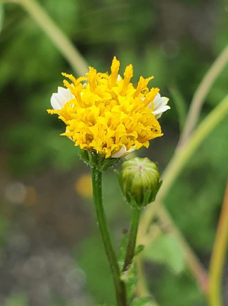 アイノコセンダングサ 合の小栴檀草 の投稿画像 By 華子さん 山野草と要注意外来生物と道端の草花とトゲと雑草と一年草とお出かけ先と矢上川と山野草と 要注意外来生物と道端の草花とトゲと雑草と一年草と矢上川 月9月13日 Greensnap グリーンスナップ