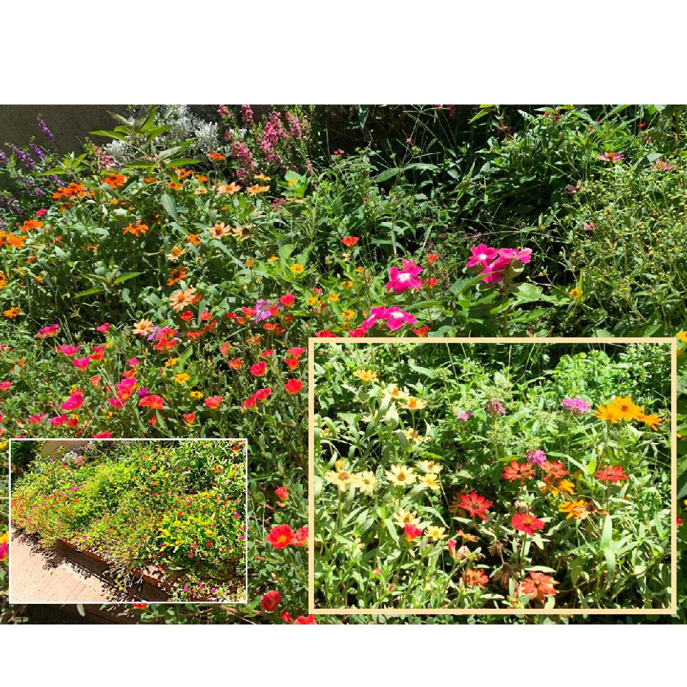 ジニアの投稿画像 By カタバミさん ニチニチソウとペンタスとポーチュラカとアンゲロニアとシロタエギクとお出かけ先 月9月13日 Greensnap グリーンスナップ Greensnap グリーンスナップ