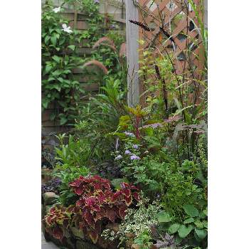 九月の箱庭の画像 by 我楽多さん | 小さな庭といつもの箱庭（メインの花壇）とOLY 40-150mm F2.8 Proとメインの花壇とOM-D E-M1Ⅱと九月の箱庭