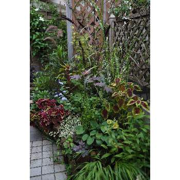 メインの花壇の画像 by 我楽多さん | 小さな庭といつもの箱庭（メインの花壇）とメインの花壇とOM-D E-M1ⅡとOLY 17mm F1.2と九月の箱庭